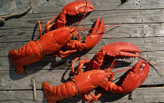 Лобстеры. Фото с сайта lobsteranywhere.com