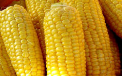 Фото с сайта agroazbuka.com