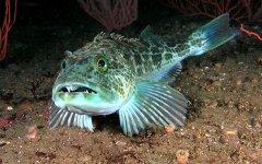 Терпуг зубастый. Фото с сайта fishretail.ru