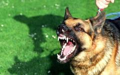 Фото с сайта animal.ru
