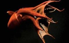 Vampyroteuthis infernalis. Фото Steve Downer c сайта ardea.com
