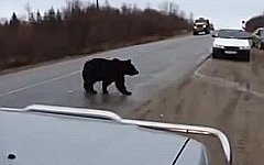 Медведь на дороге. Стоп-кадр с видео на YouTube