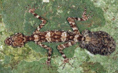 Saltuarius eximius. Фото с сайта uq.edu.au
