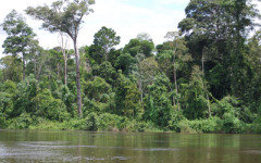 Фото с сайта oversuriname.nl