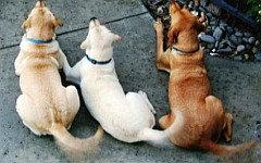 Фото с сайта dirtydogsandmeow.com