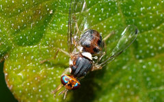 Маслинная муха. Фото с сайта wikimedia.org