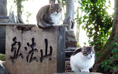 Фото Toshihiro Gamo с сайта flickr.com