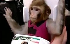 Макака Фаргам. Стоп-кадр с видео на YouTube