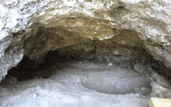 Фото PNAS c сайта nyu.edu 