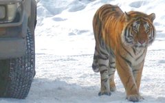 Фото с сайта fba-tiger.ru