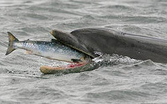 Фото с сайта charlestonfishing.com