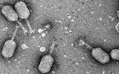 Бактериофаги. Фото с с сайта biomedcentral.com
