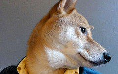 Бодхи. Фото с сайта mensweardog.tumblr.com