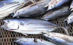 Фото с сайта fishindustry.net