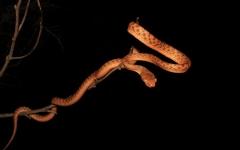 Boiga irregularis. Фото с сайта flickr.com