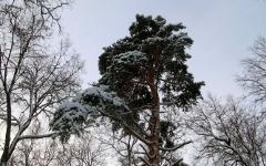 Лес © KM.RU, Дмитрий Хлевнюк