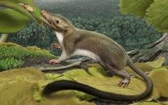 Фото с сайта amnh.org
