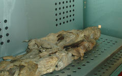 Мумия из музея природы и человека (Тенерифе). Фото с сайта wikipedia.org