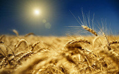 Фото с сайта colxoz.com