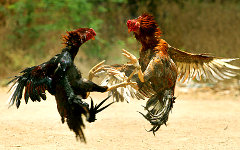 Фото Amshudhagar с сайта commons.wikimedia.org