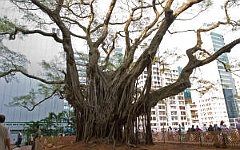 Фото с сайта conservancy.org.hk