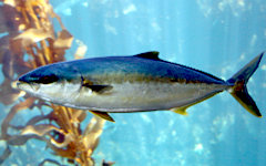 Фото с сайта fish.gov.ru