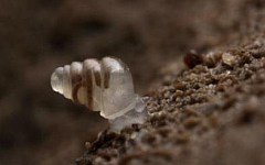 Улитка Zospeum tholussum. Фото с сайта biologija.com.hr