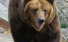 Бурый медведь. Фото с сайта wikimedia.org