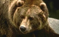 Фото с сайта bcfishinggrizzlytours.com