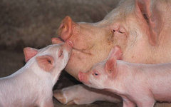 Фото с сайта pigfarmer.gr