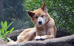Фото SeanMack с сайта wikimedia.org