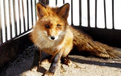 Фото с сайта zoopiton.ru
