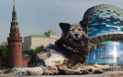  Коллаж © KM.RU