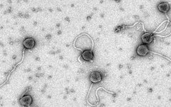 Изображение с сайта plosone.org