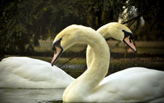 Фото пользователя Flickr debabrata