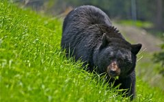 Фото с сайта bearworld.ru