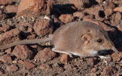 Macroscelides micus. Фото Journal of Mammology