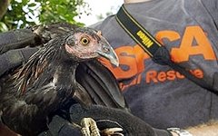 Фото с сайта aspca.org
