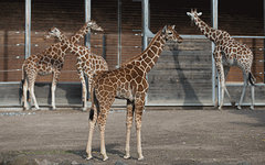 Фото с сайта zoo.dk