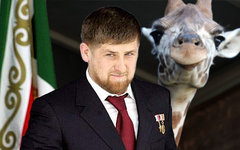 Рамзан Кадыров и жираф Мариус. Коллаж © KM.RU