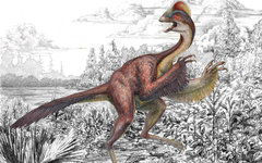 Изображение Mark A. Klingler с сайта carnegiemnh.org