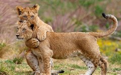 Фото с сайта lionsworld.narod.ru