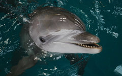 Фото с сайта oceanarium.org.ua