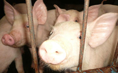 Фото Hide-sp с сайта wikimedia.org