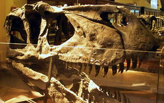 Фото Ghedoghedo с сайта wikimedia.org