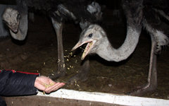 Фото Юрия Головина с сайта wikimedia.org