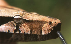 Фото Leofleck с сайта wikimedia.org