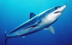 Акула-мако. Фото с сайта swfsc.noaa.gov