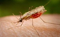 Фото James Gathany с сайта phil.cdc.gov
