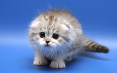 Фото с сайта gavmiy.ru